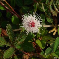 Mimosa pudica L.